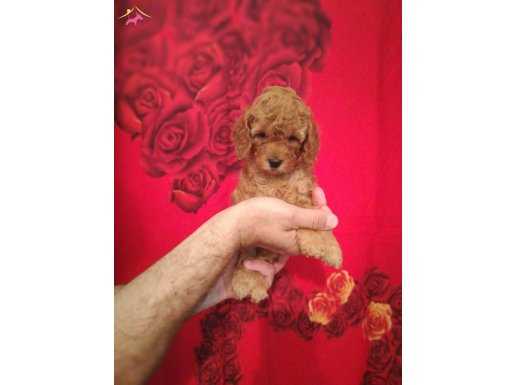 EN SEVİLEN RENK TOY POODLE YAVRULARI 