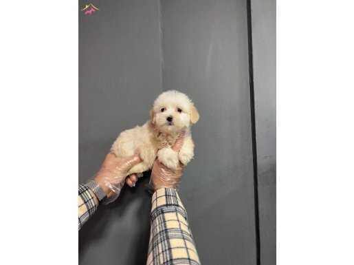 EN SEVİMLİ APRİCOT MALTİPOO BEBEĞİ