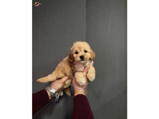 GÜZEL MALTİPOO YAVRULARI ARTIK HAZIRLAR
