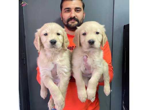 IRKININ EN İYİLERİNDEN GOLDEN BEBEKLER