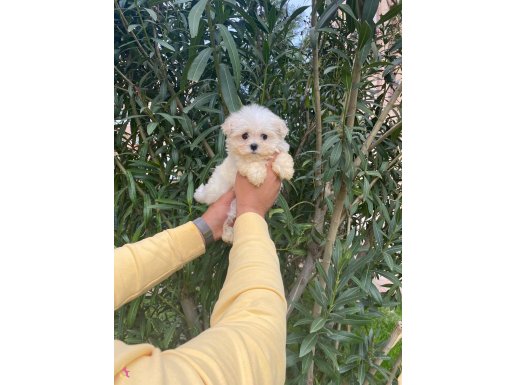 KAR BEYAZ ORİJİNAL TEACUP MALTESE TERRİER BEBEKLERİ 