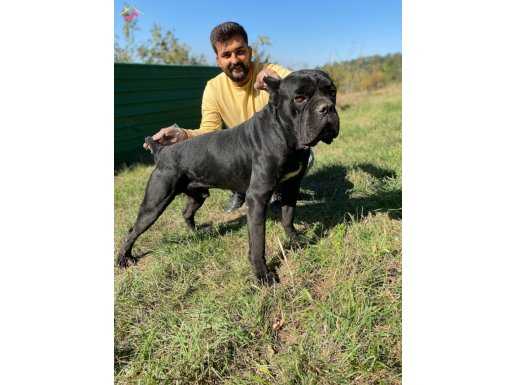 PARLAK SİYAH TÜYLERİYKE CANE CORSO YAVRULARI