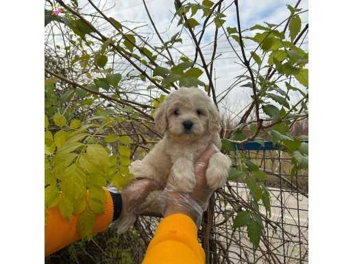 ORİJİNAL MALTİPOO YAVRULARIMIZ