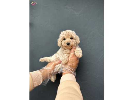 GÜZELLER GÜZELİ MALTİPOO BEBEKLERİMİZ
