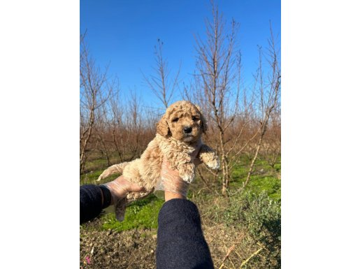 DİKKAT ÇEKİCİ TOY POODLE YAVRULARIMIZ