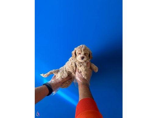 IRK GARANTİLİ ÖZEL MALTİPOO BEBEKLERİ