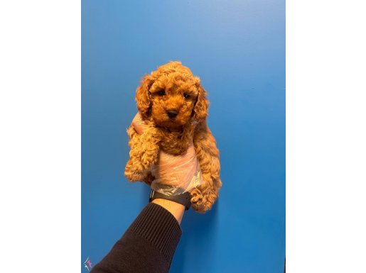 IRK VE SAĞLIK GARANTİLİ AŞILI TOY POODLE BEBEKLER