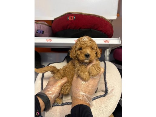 IRK VE SAĞLIK GARANTİLİ AŞILI KARNELİ TOY POODLE YAVRULAR
