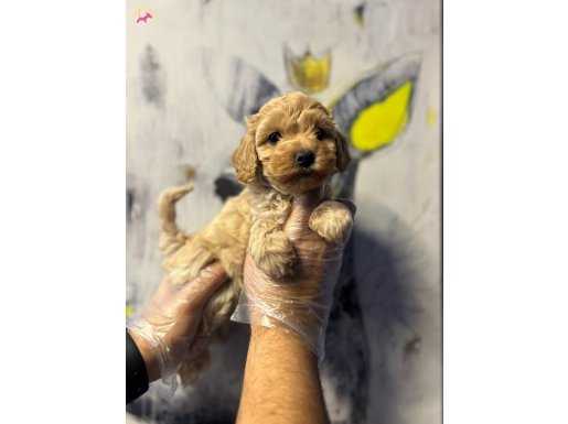YUMUŞACIK TÜYLERİYLE MALTİPOO BEBEKLERİMİZ