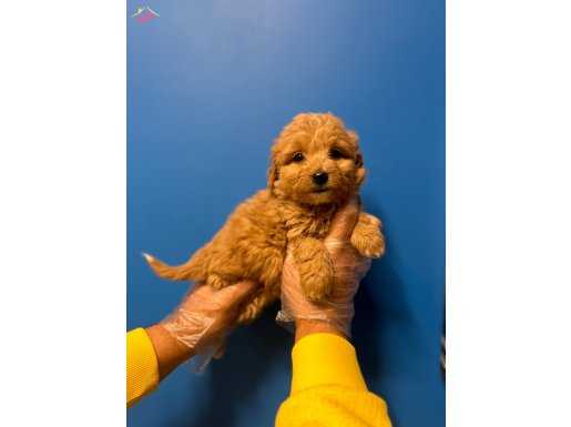 DÜNYA GÜZELİ MALTİPOO BEBEKLERİ