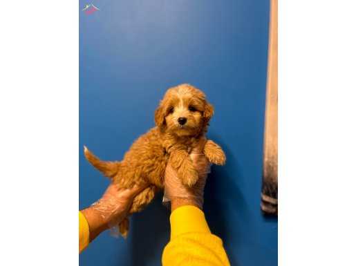 GÜZELLER GÜZELİ MALTİPOO BEBEKLER
