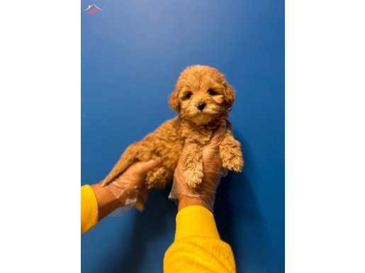 ORİJİNAL KUSURSUZ MALTİPOO BEBEKLER