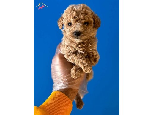 ORİJİNAL TEACUP POODLE BEBEKLER