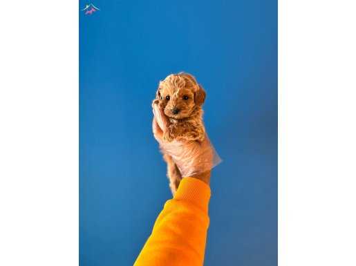IRK VE SAĞLIK GARANTİLİ TOY POODLE BEBEKLER