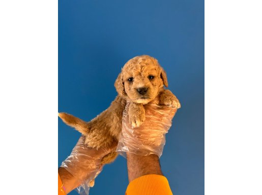 RUHSATLI ÜRETİM ÇİFTLİĞİNDEN TOY POODLE BEBEKLER