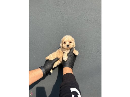 GERÇEK MALTİPOO BEBEKLER