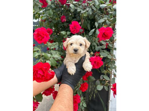 YUMUŞACIK TÜYLERİYLE MALTİPOO BEBEKLER