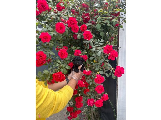 SEVİMLİLİKTE SINIR TANIMAYAN TOY POODLE BEBEKLER