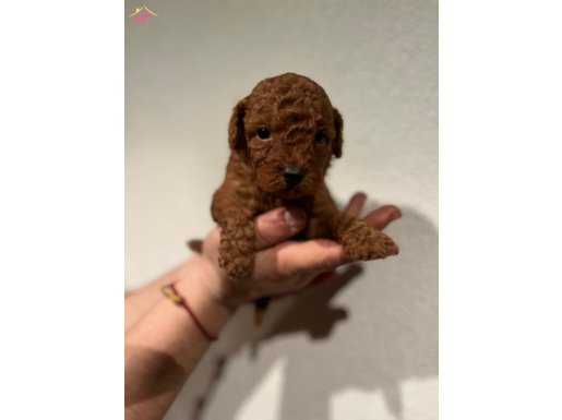 RED BROWN TOY POODLE BEBEKLER