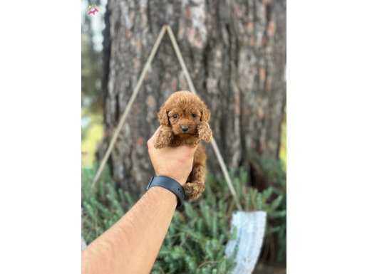 ORİJİNAL TOY POODLE BEBEKLER