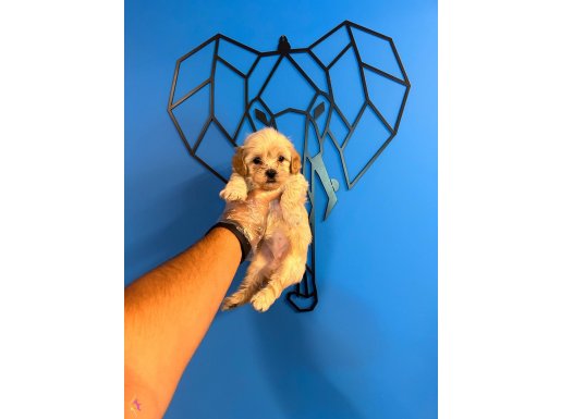 EN TATLISI EN SEVİMLİ MALTİPOO BEBEKLER