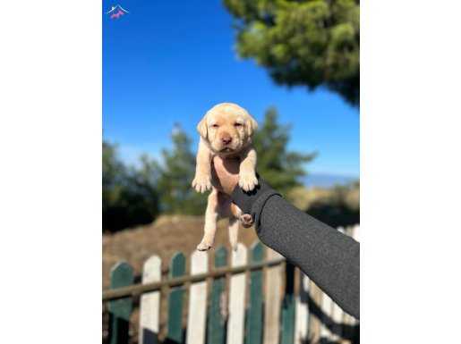 ÜST KALİTE ŞAMPANYA LABRADOR YAVRULARIMIZ