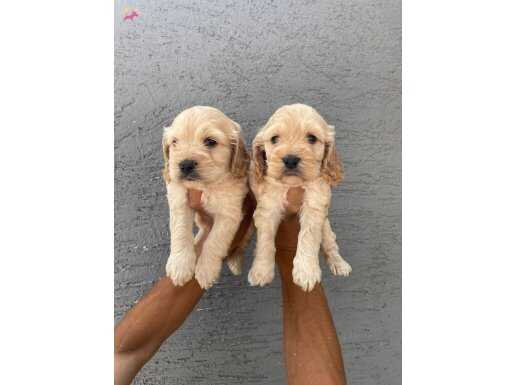 IRK GARANTİLİ MALTİPOO YAVRULAR