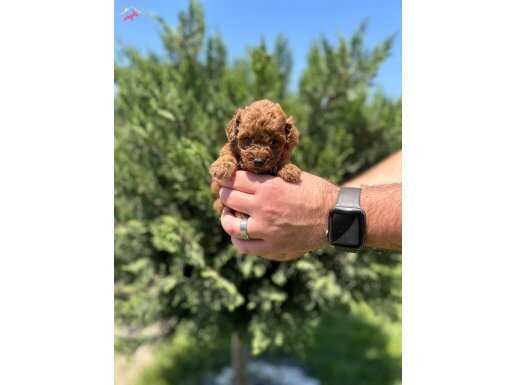 IRK GARANTİLİ TOY POODLE BEBEKLER