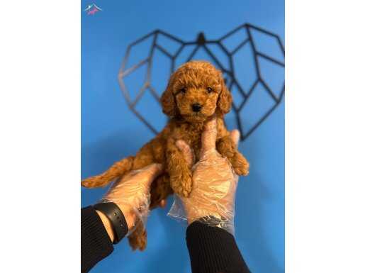GERÇEK TOY POODLE YAVRULAR 
