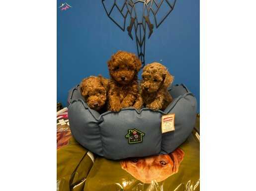 RUHSATLI ÜRETİM ÇİFTLİĞİNDEN TOY POODLE BEBEKLER