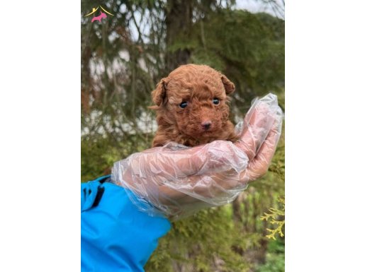 TÜRKİYE'DE TEK GERÇEK MİKRO TEACUP POODLE BEBEK