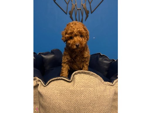 IRKIN EN İYİLERİNDEN TOY POODLE BEBEKLER