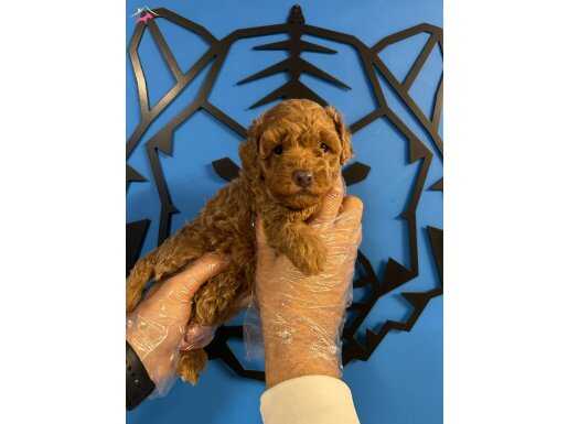 CAZİBESİYLE BÜYÜLEYEN TOY POODLE: YENİ ARKADAŞINIZI KEŞFEDİN