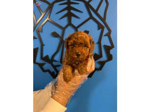 ZERAFETİN SİMGESİ:TOY POODLE KÖPEKLER SİZLERİ BEKLİYOR!!