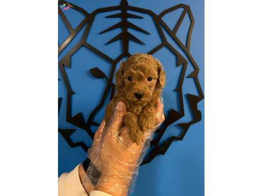 TOY POODLE BEBEKLERLE HAYATINIZA NEŞE KATIN!!