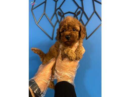 SEVİMLİLİK VE AKILLILIĞIN BULUŞTUĞU NOKTA: POODLE BEBEKLER