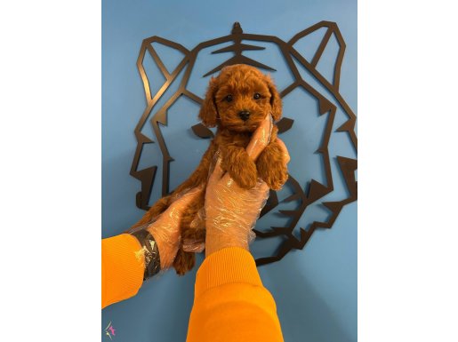 GERÇEK TOY POODLE RED BROWN BEBEKLER