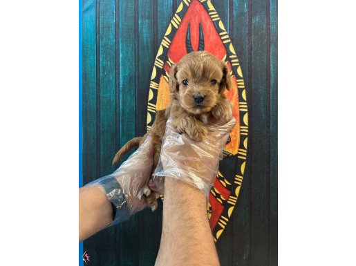 EN GÜZELİ EN ÖZELİ MALTİPOO BEBEKLER