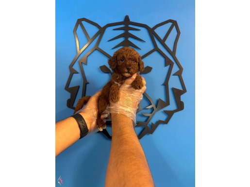 RED BROWN TOY POODLE BEBEKLER