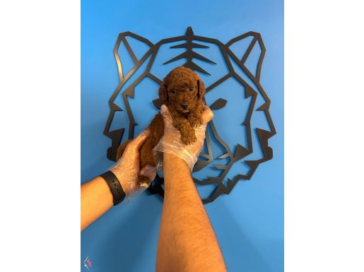 IRK GARANTİLİ RUHSATLI ÜRETİM ÇİFTLİĞİNDEN TOY POODLE