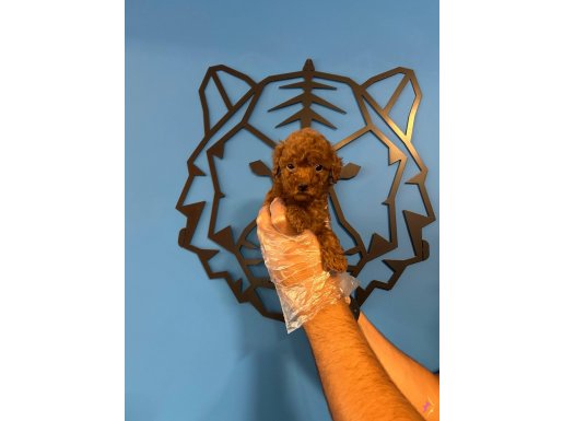 ORİJİNAL TEACUP POODLE BEBEKLER