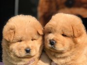SATILIK CHOW CHOW YAVRULARI