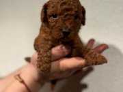 RED BROWN TOY POODLE BEBEKLER