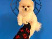 IRK GARANTİLİ POMERANİAN BOO BEBEKLER