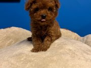 ORİJİNAL TEACUP POODLE BEBEK