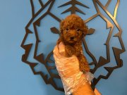 ORİJİNAL TEACUP POODLE BEBEKLER