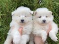 SATILIK KAR BEYAZ SAMOYED YAVRULARI 