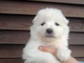 SATILIK KAR BEYAZ SAMOYED YAVRULARI 