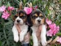 ORİJİNAL BEAGLE ELİZABETH YAVRULARI