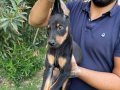 MUHTEŞEM KİNG DOBERMAN YAVRULARI 